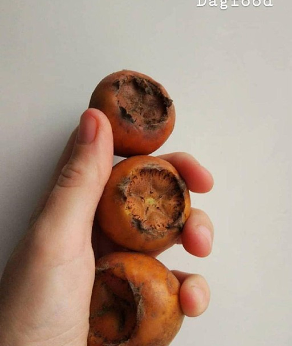 Шишки ( мушмула германская ) Шишки ( мушмула германская )