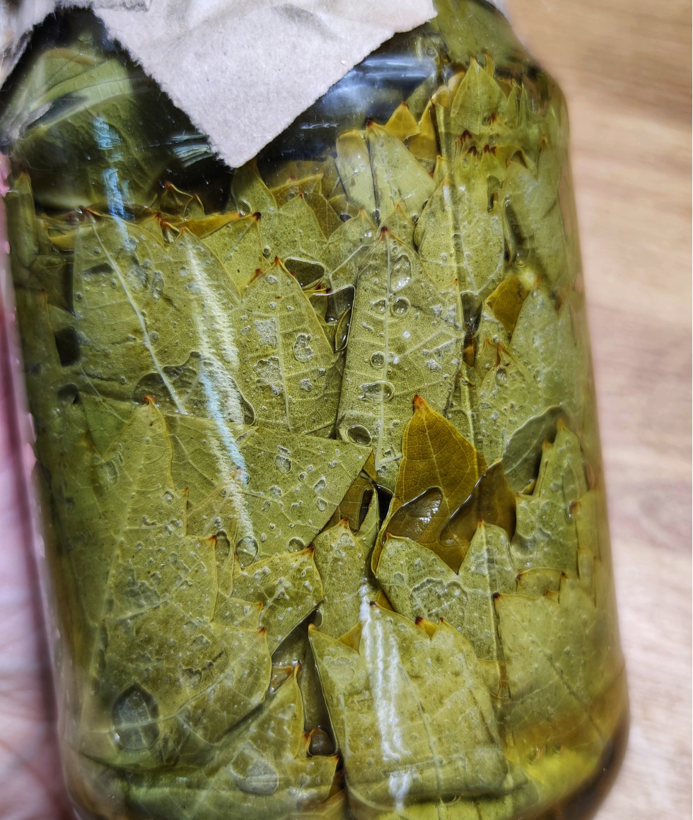 Виноградные листья в рассоле 